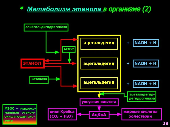 * Метаболизм этанола в организме (2) ЭТАНОЛ ацетальдегид ацетальдегид ацетальдегид алкогольдегидрогеназа