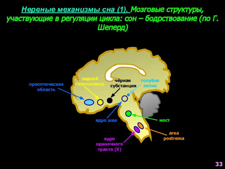 Нервные механизмы сна (1). Мозговые структуры, участвующие в регуляции цикла: сон