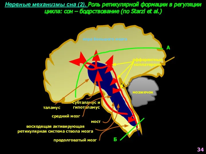 Нервные механизмы сна (2). Роль ретикулярной формации в регуляции цикла: сон
