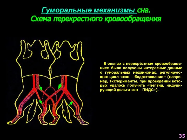 Гуморальные механизмы сна. Схема перекрестного кровообращения В опытах с перекрёстным кровообраще-нием