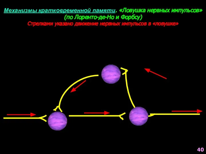 40 Механизмы кратковременной памяти. «Ловушка нервных импульсов» (по Лоренто-де-Но и Форбсу)