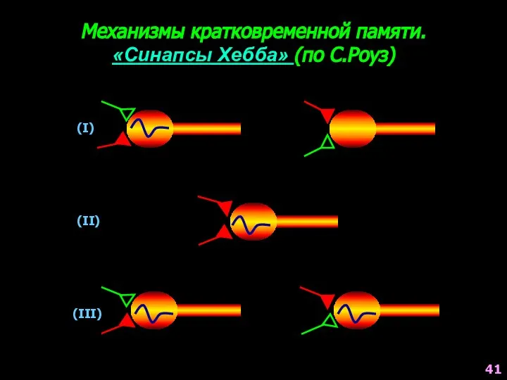 Механизмы кратковременной памяти. «Синапсы Хебба» (по С.Роуз) (I) (II) (III) 41