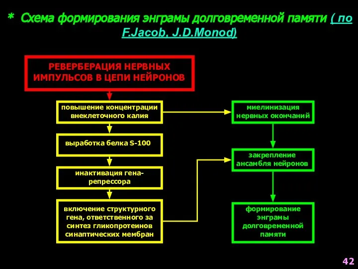 РЕВЕРБЕРАЦИЯ НЕРВНЫХ ИМПУЛЬСОВ В ЦЕПИ НЕЙРОНОВ повышение концентрации внеклеточного калия выработка