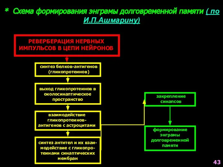 РЕВЕРБЕРАЦИЯ НЕРВНЫХ ИМПУЛЬСОВ В ЦЕПИ НЕЙРОНОВ синтез белков-антигенов (гликопротеинов) выход гликопротеинов