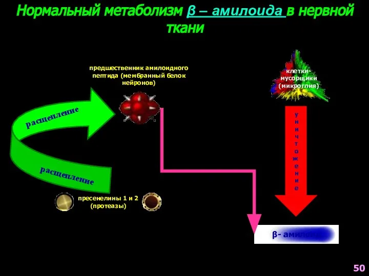 расщепление расщепление Нормальный метаболизм β – амилоида в нервной ткани клетки-