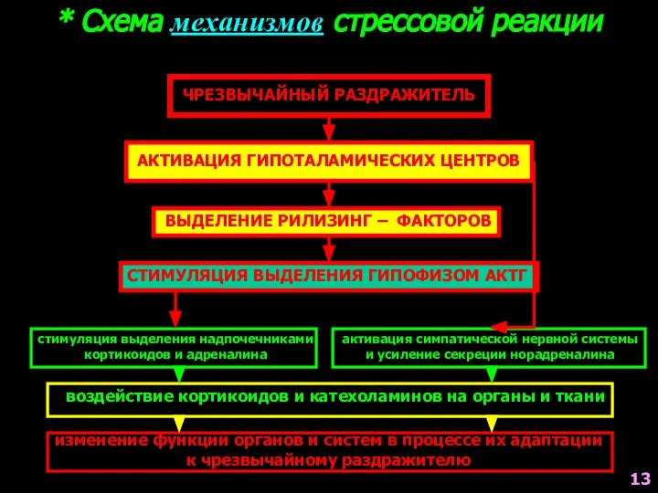 * Схема механизмов стрессовой реакции ЧРЕЗВЫЧАЙНЫЙ РАЗДРАЖИТЕЛЬ АКТИВАЦИЯ ГИПОТАЛАМИЧЕСКИХ ЦЕНТРОВ ВЫДЕЛЕНИЕ