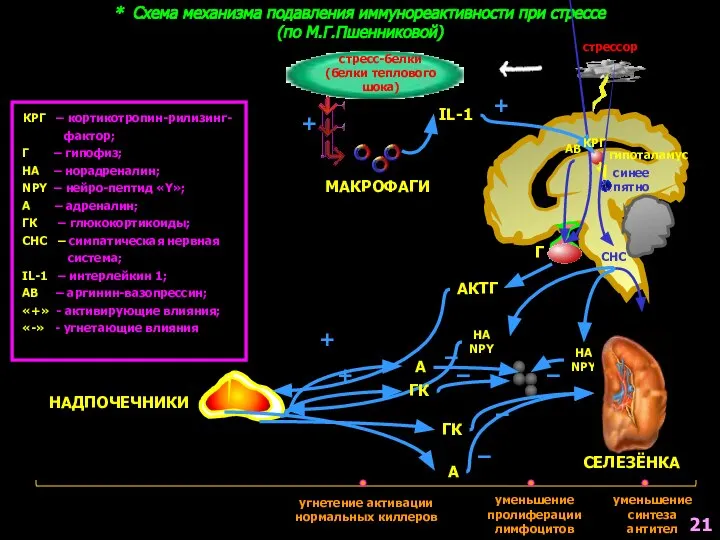 * Схема механизма подавления иммунореактивности при стрессе (по М.Г.Пшенниковой) КРГ –