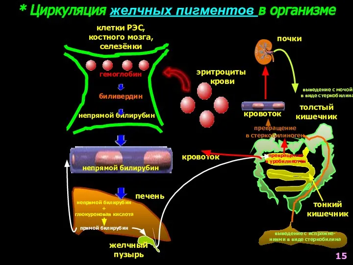 * Циркуляция желчных пигментов в организме эритроциты крови клетки РЭС, костного