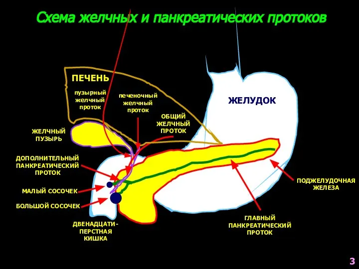 Схема желчных и панкреатических протоков ЖЕЛУДОК ПОДЖЕЛУДОЧНАЯ ЖЕЛЕЗА ЖЕЛЧНЫЙ ПУЗЫРЬ ДВЕНАДЦАТИ-