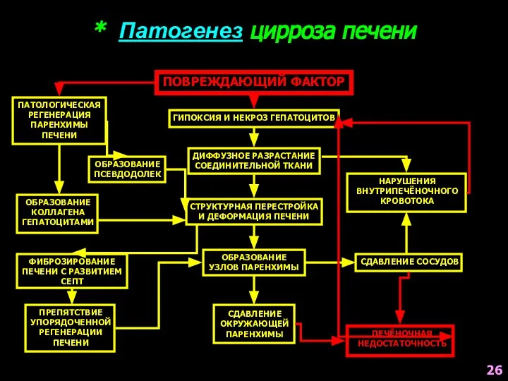 * Патогенез цирроза печени ПОВРЕЖДАЮЩИЙ ФАКТОР ГИПОКСИЯ И НЕКРОЗ ГЕПАТОЦИТОВ ДИФФУЗНОЕ