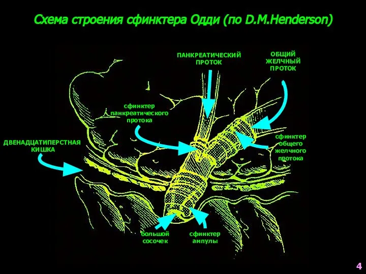 Схема строения сфинктера Одди (по D.M.Henderson) ДВЕНАДЦАТИПЕРСТНАЯ КИШКА ОБЩИЙ ЖЕЛЧНЫЙ ПРОТОК