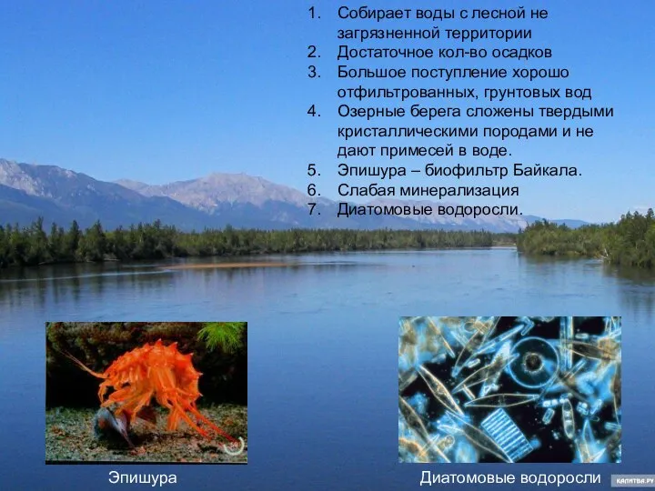 Почему вода Байкала такая чистая Собирает воды с лесной не загрязненной