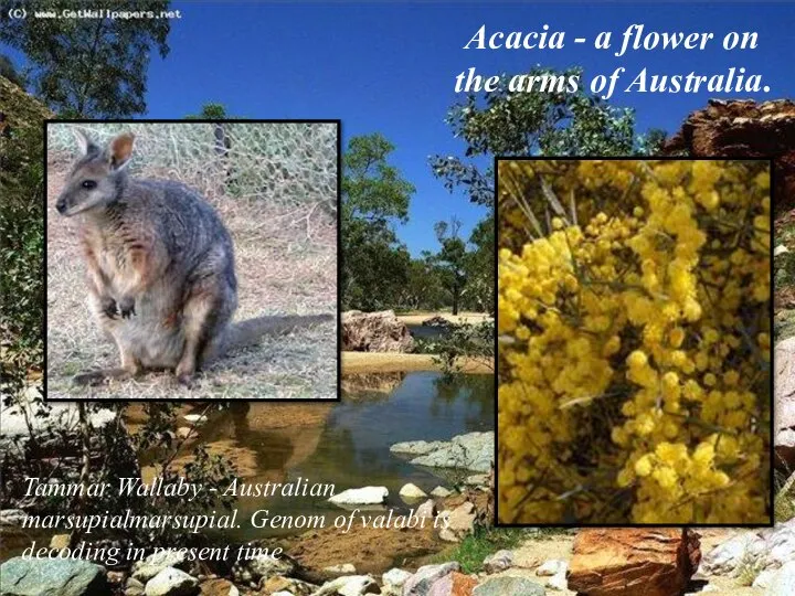 Tammar Wallaby - Australian marsupialmarsupial. Genom of valabi is decoding in