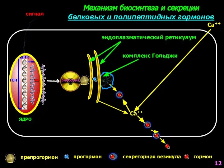 Механизм биосинтеза и секреции белковых и полипептидных гормонов Са++ препрогормон прогормон