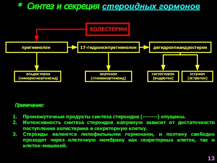 * Синтез и секреция стероидных гормонов ХОЛЕСТЕРИН прегненолон 17-гидроксипрегненолон дегидроэпиандростерон альдостерон