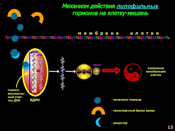 Механизм действия липофильных гормонов на клетку-мишень мРНК ДНК гормон- респонсив- ный