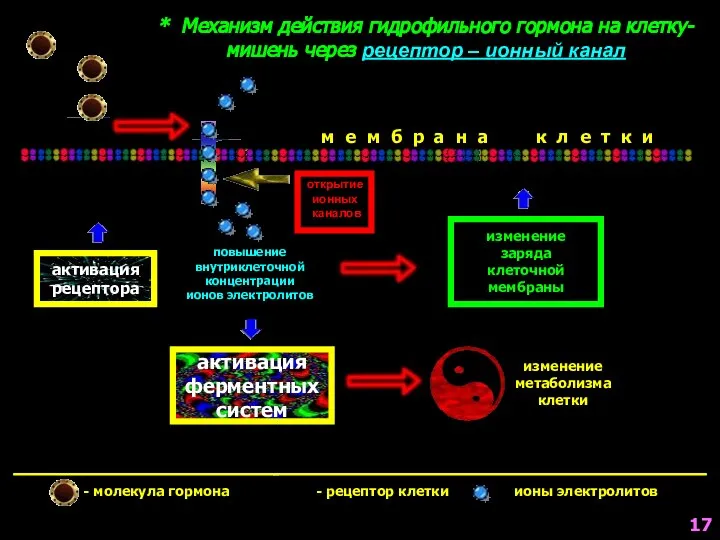 активация ферментных систем * Механизм действия гидрофильного гормона на клетку-мишень через