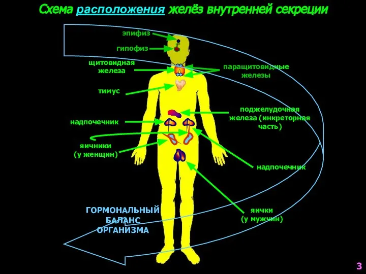 Схема расположения желёз внутренней секреции эпифиз гипофиз щитовидная железа паращитовидные железы