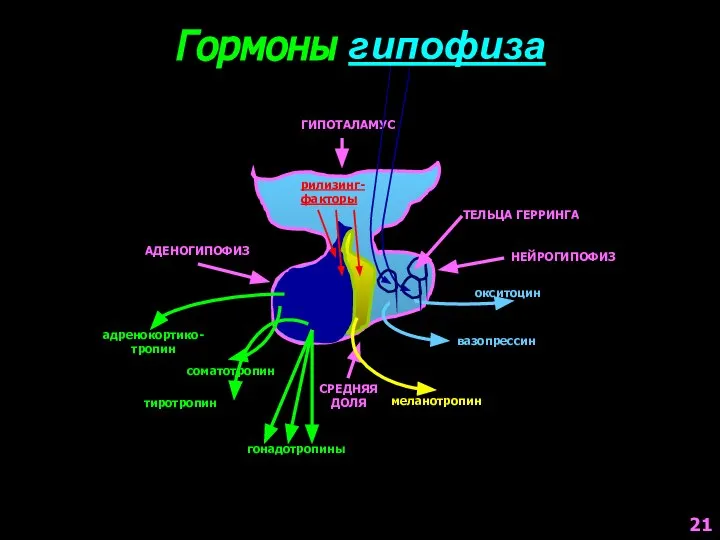 ГИПОТАЛАМУС рилизинг- факторы Гормоны гипофиза АДЕНОГИПОФИЗ СРЕДНЯЯ ДОЛЯ НЕЙРОГИПОФИЗ адренокортико- тропин