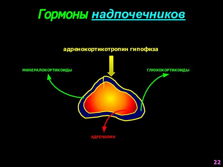 Гормоны надпочечников МИНЕРАЛОКОРТИКОИДЫ ГЛЮКОКОРТИКОИДЫ АДРЕНАЛИН адренокортикотропин гипофиза 22