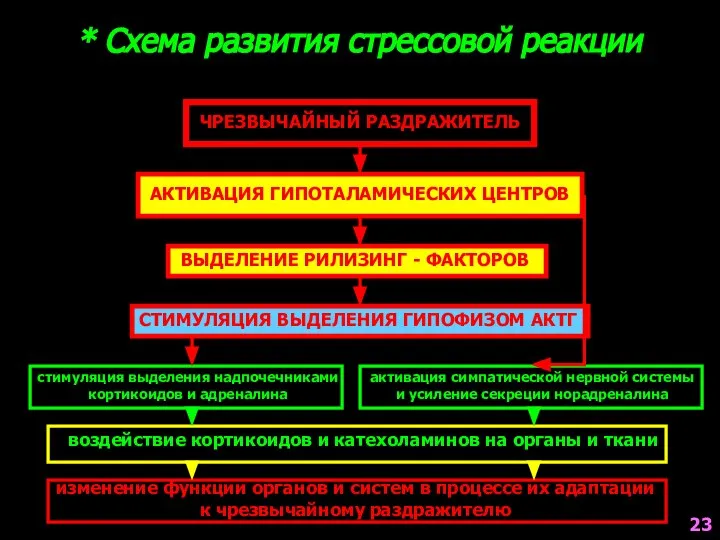 * Схема развития стрессовой реакции ЧРЕЗВЫЧАЙНЫЙ РАЗДРАЖИТЕЛЬ АКТИВАЦИЯ ГИПОТАЛАМИЧЕСКИХ ЦЕНТРОВ ВЫДЕЛЕНИЕ