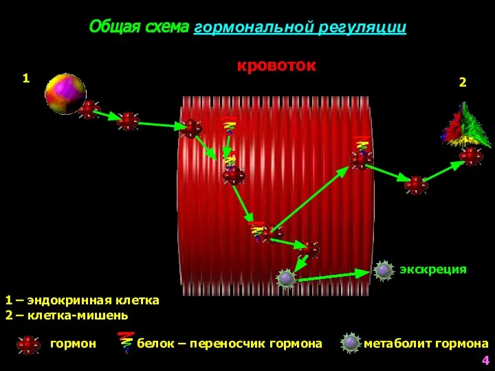 экскреция 1 – эндокринная клетка 2 – клетка-мишень гормон белок –