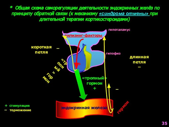 * Общая схема саморегуляции деятельности эндокринных желёз по принципу обратной связи