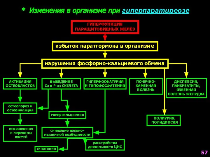 * Изменения в организме при гиперпаратиреозе ГИПЕРФУНКЦИЯ ПАРАЩИТОВИДНЫХ ЖЕЛЁЗ избыток паратгормона