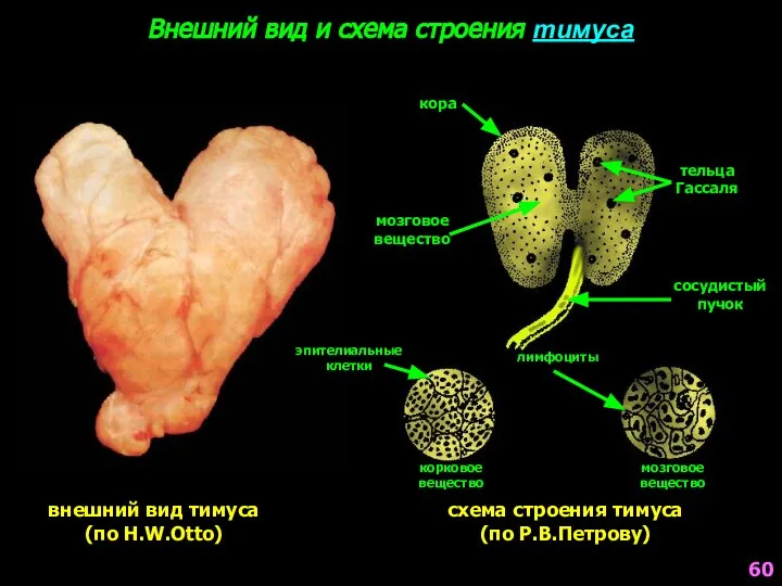 Внешний вид и схема строения тимуса внешний вид тимуса (по H.W.Otto)