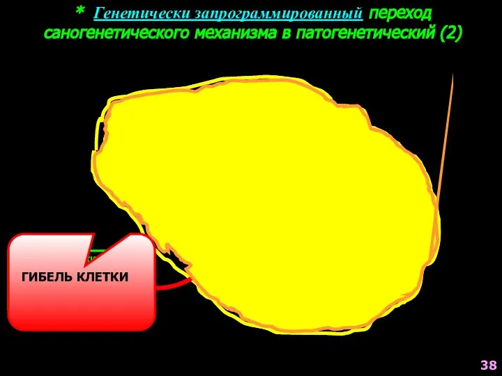 * Генетически запрограммированный переход саногенетического механизма в патогенетический (2) ГЕНЕТИЧЕСКИ ОБУСЛОВЛЕННОЕ