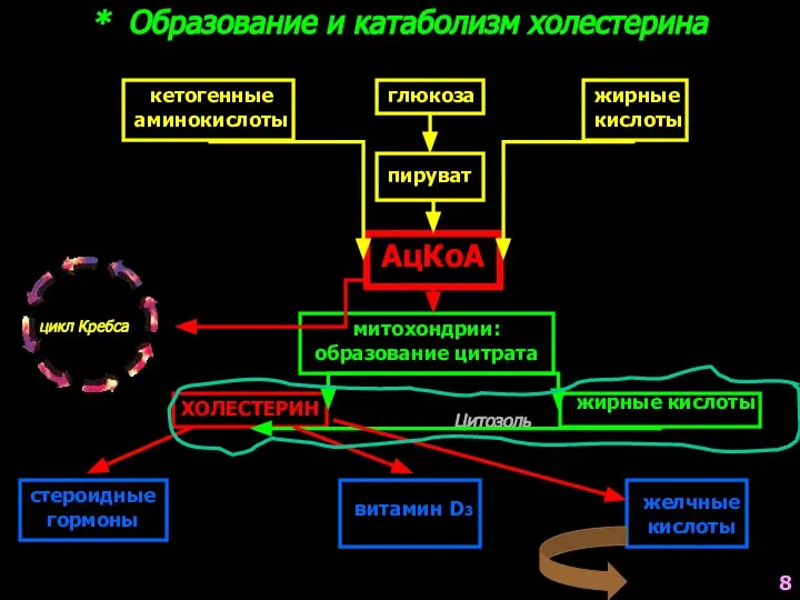 глюкоза пируват кетогенные аминокислоты жирные кислоты АцКоА митохондрии: образование цитрата цикл