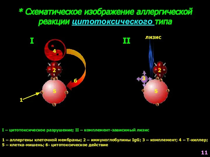 * Схематическое изображение аллергической реакции цитотоксического типа I – цитотоксическое разрушение;