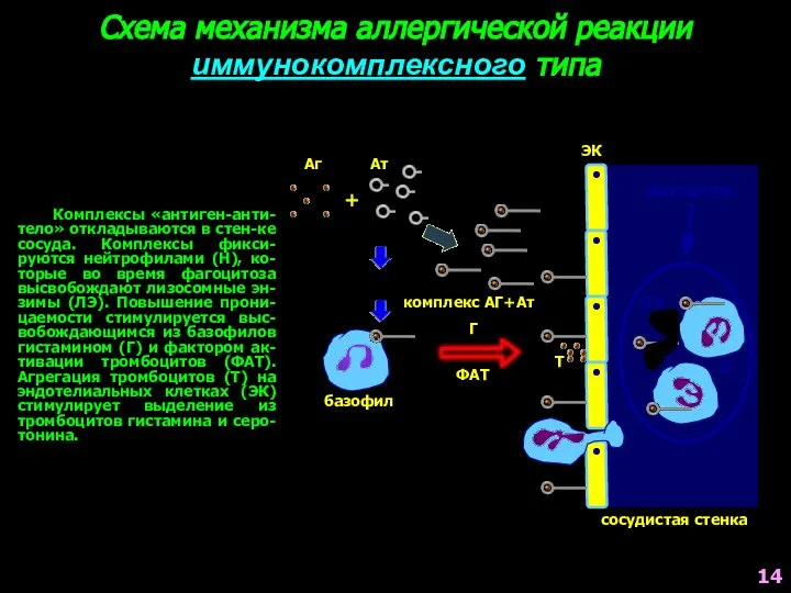 Схема механизма аллергической реакции иммунокомплексного типа Комплексы «антиген-анти-тело» откладываются в стен-ке