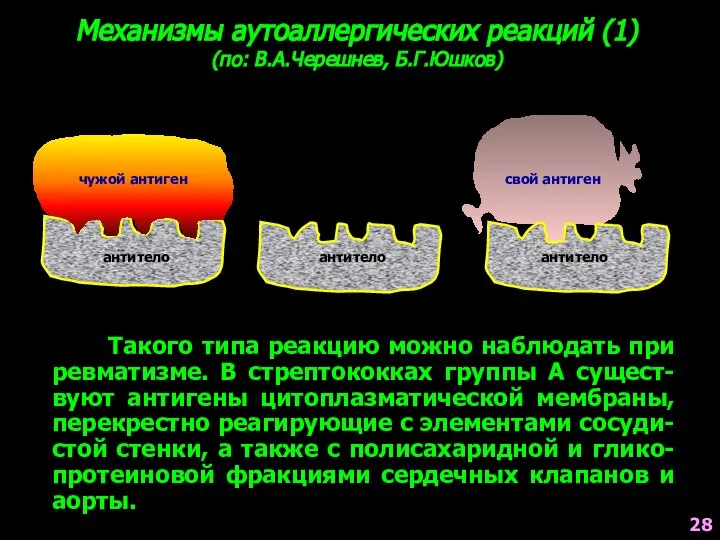 Механизмы аутоаллергических реакций (1) (по: В.А.Черешнев, Б.Г.Юшков) Такого типа реакцию можно