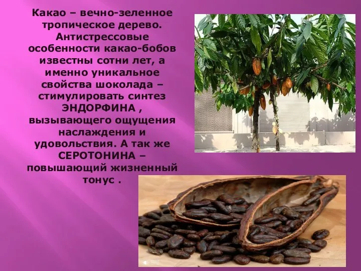 Какао – вечно-зеленное тропическое дерево. Антистрессовые особенности какао-бобов известны сотни лет,