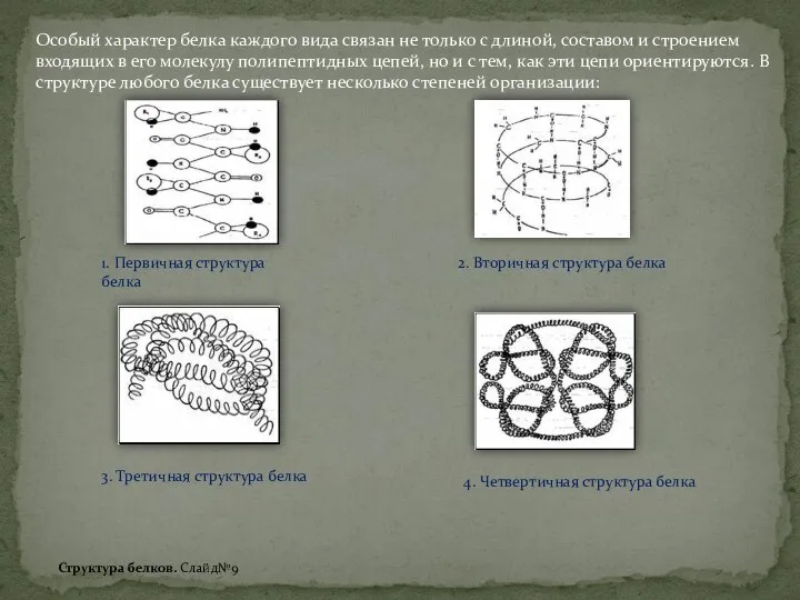 1. Первичная структура белка Особый характер белка каждого вида связан не