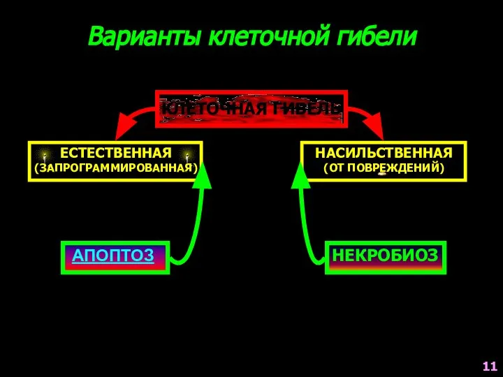 Варианты клеточной гибели КЛЕТОЧНАЯ ГИБЕЛЬ ЕСТЕСТВЕННАЯ (ЗАПРОГРАММИРОВАННАЯ) НАСИЛЬСТВЕННАЯ (ОТ ПОВРЕЖДЕНИЙ) АПОПТОЗ НЕКРОБИОЗ 11