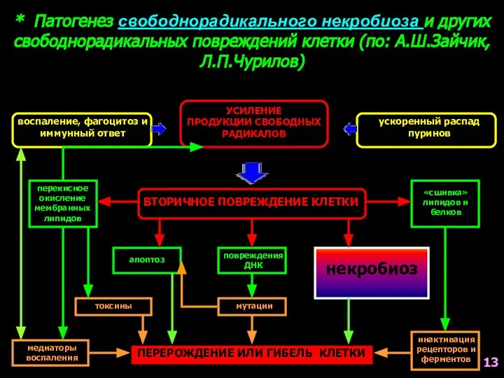 * Патогенез свободнорадикального некробиоза и других свободнорадикальных повреждений клетки (по: А.Ш.Зайчик,