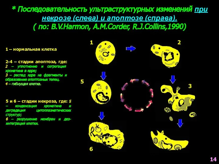 * Последовательность ультраструктурных изменений при некрозе (слева) и апоптозе (справа). (