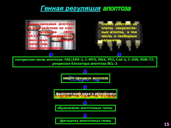 провоцирование апоптоза за счёт действия на клет-ку цитокинов (ФНО, ИЛ-13, интерферонов),