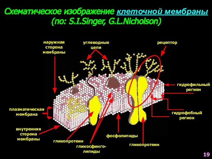 Схематическое изображение клеточной мембраны (по: S.I.Singer, G.L.Nicholson) наружная сторона мембраны углеводные