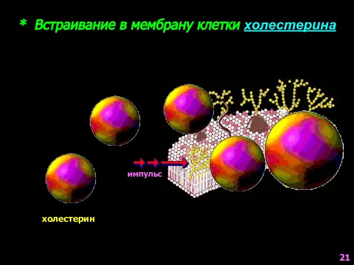 * Встраивание в мембрану клетки холестерина холестерин 21 импульс