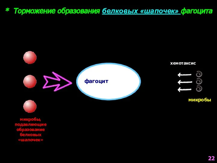 образование белковых «шапочек» * Торможение образования белковых «шапочек» фагоцита фагоцит 22