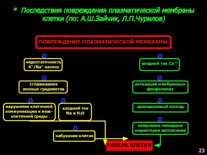 * Последствия повреждения плазматической мембраны клетки (по: А.Ш.Зайчик, Л.П.Чурилов) ПОВРЕЖДЕНИЕ ПЛАЗМАТИЧЕСКОЙ