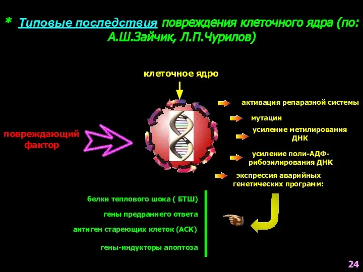 * Типовые последствия повреждения клеточного ядра (по: А.Ш.Зайчик, Л.П.Чурилов) клеточное ядро