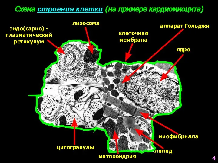 Схема строения клетки (на примере кардиомиоцита) ядро клеточная мембрана миофибрилла митохондрия