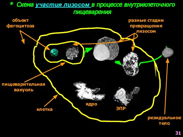 * Схема участия лизосом в процессе внутриклеточного пищеварения клетка объект фагоцитоза