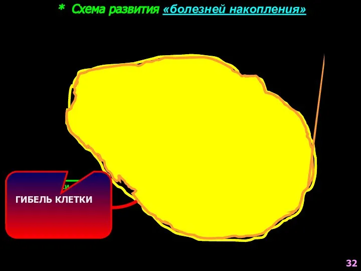 * Схема развития «болезней накопления» ГЕНЕТИЧЕСКИ ОБУСЛОВЛЕННОЕ НАРУШЕНИЕ СИНТЕЗА СООТВЕТСТВУЮЩЕГО ФЕРМЕНТА ЛИЗОСОМ ГИБЕЛЬ КЛЕТКИ 32