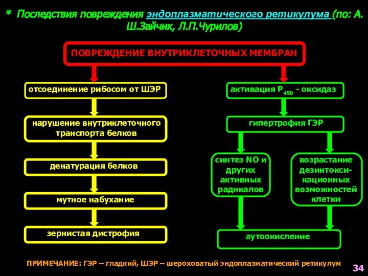 ПОВРЕЖДЕНИЕ ВНУТРИКЛЕТОЧНЫХ МЕМБРАН отсоединение рибосом от ШЭР нарушение внутриклеточного транспорта белков