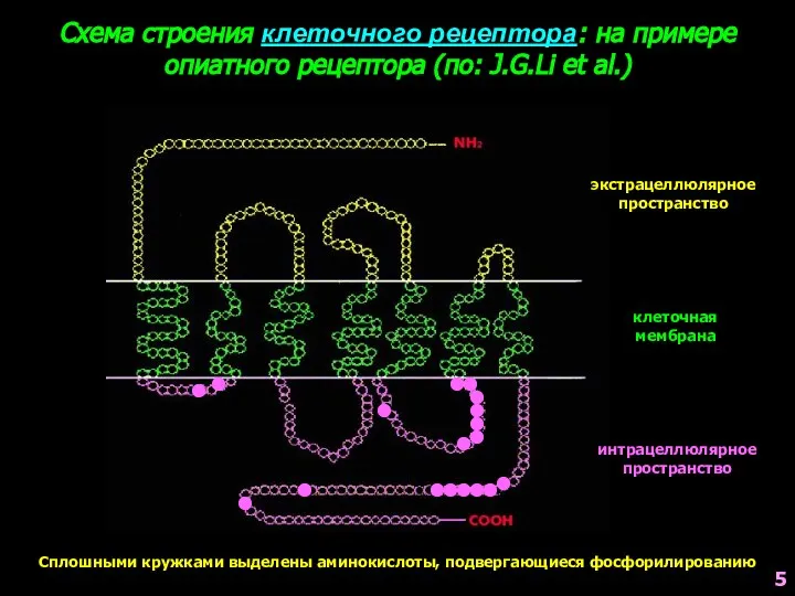 экстрацеллюлярное пространство клеточная мембрана интрацеллюлярное пространство Схема строения клеточного рецептора: на